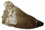 Large, Fossil Mosasaur (Prognathodon) Tooth - Morocco #262802-1